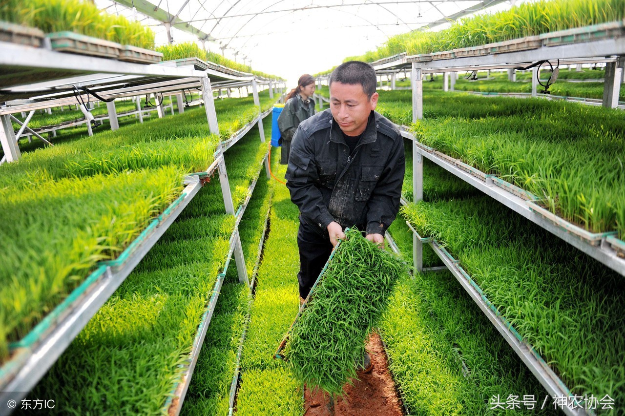 水稻育秧苗遭低温多少度受影响,水稻受冷怎么补救