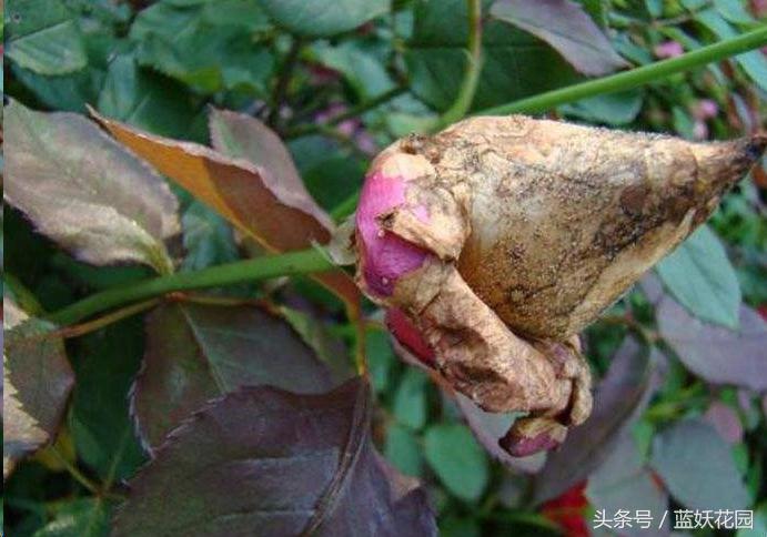 不认识这些月季病，怎能养好月季花？