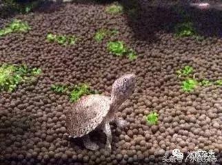 鱼缸里的龟,鱼缸里面的龟晒台