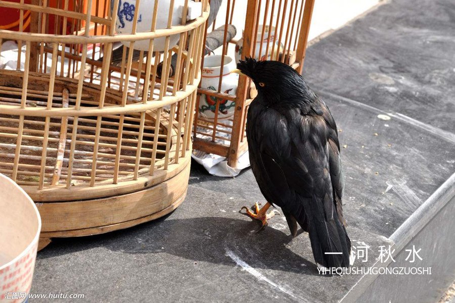 朋友家的八哥,养了一只最笨的八哥怎么办