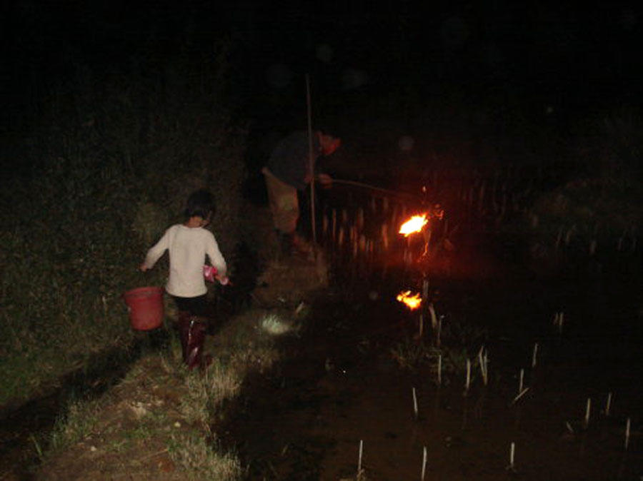 泥鳅野生及人工养泥鳅营养一样吗,野生的土泥鳅