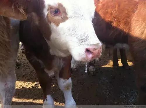 牛跛行是否与缺钙有关,牛跛行是什么意思