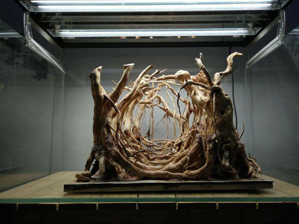 鱼缸改造草缸造景新手教程,新手草缸简单造景图