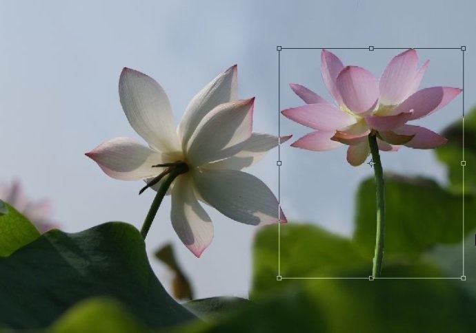 拍荷花用ps做成水墨画方法,ps怎样将拍的荷花p得漂亮免费教程