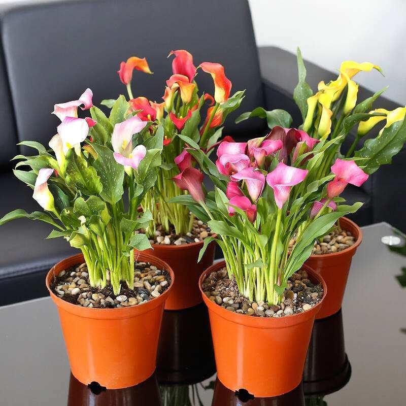 三种最适合懒人的盆栽植物,适合在家用小盆栽的会开花的植物