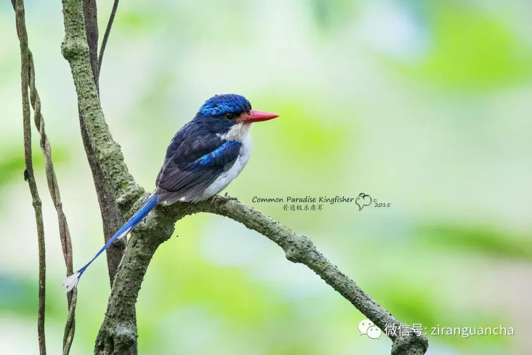 什么什么之鸟成语,带鸟字的成语大全及解释