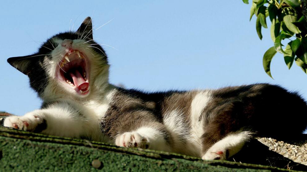 猫咪也有焦虑症？快学会7个治疗方法！