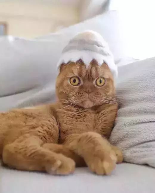 养猫铲屎官注意事项,铲屎官爱猫的三种境界