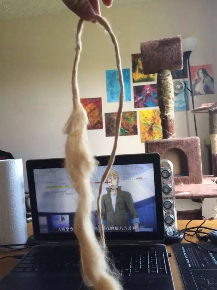 养猫铲屎官注意事项,铲屎官爱猫的三种境界