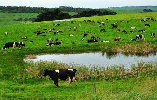 澳洲奶粉为什么不建议长期喝,澳洲奶粉现在怎么样