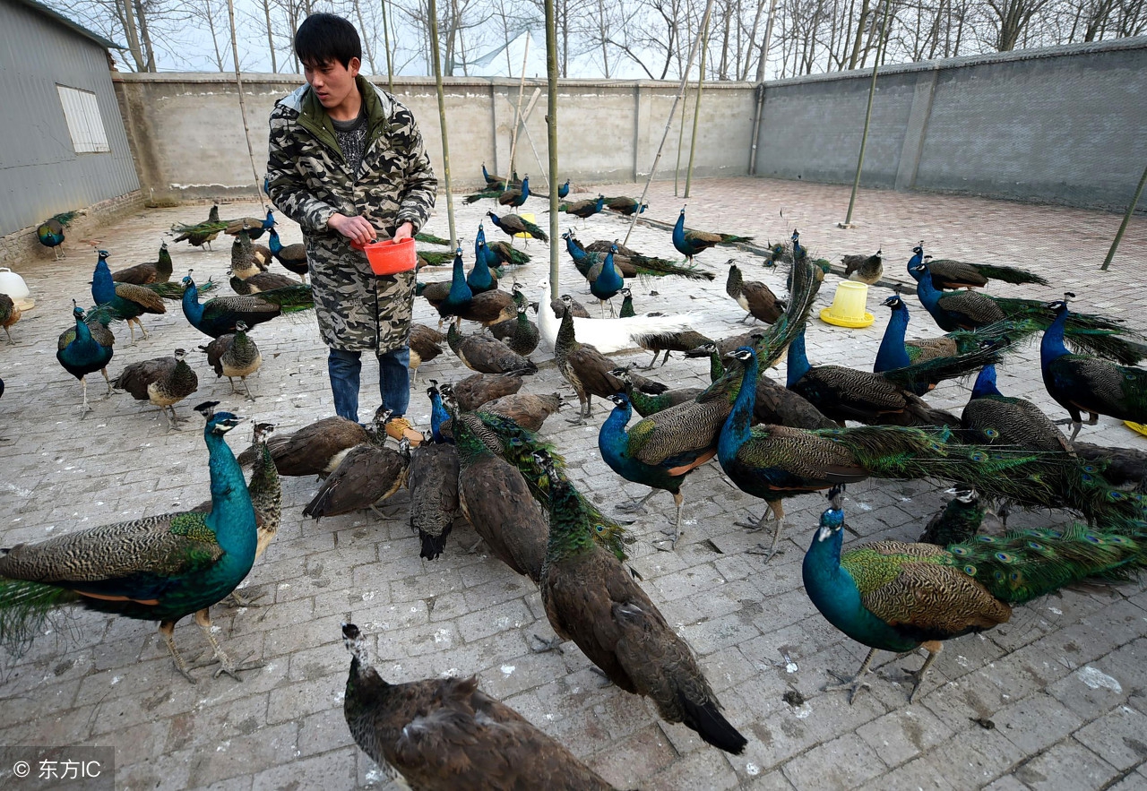 在农村干什么赚钱要投资少风险,在农村想做点小生意干什么最好