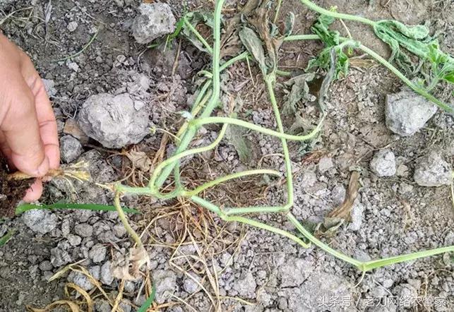 西瓜幼苗蔫了是怎么回事,西瓜授粉后就萎蔫了怎么回事