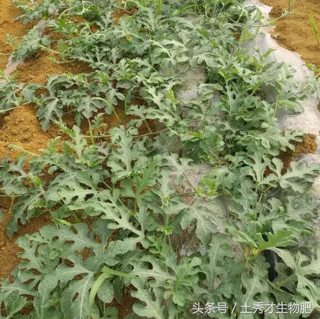 西瓜跑藤可以剪掉补救吗,西瓜跑秧的处理方法