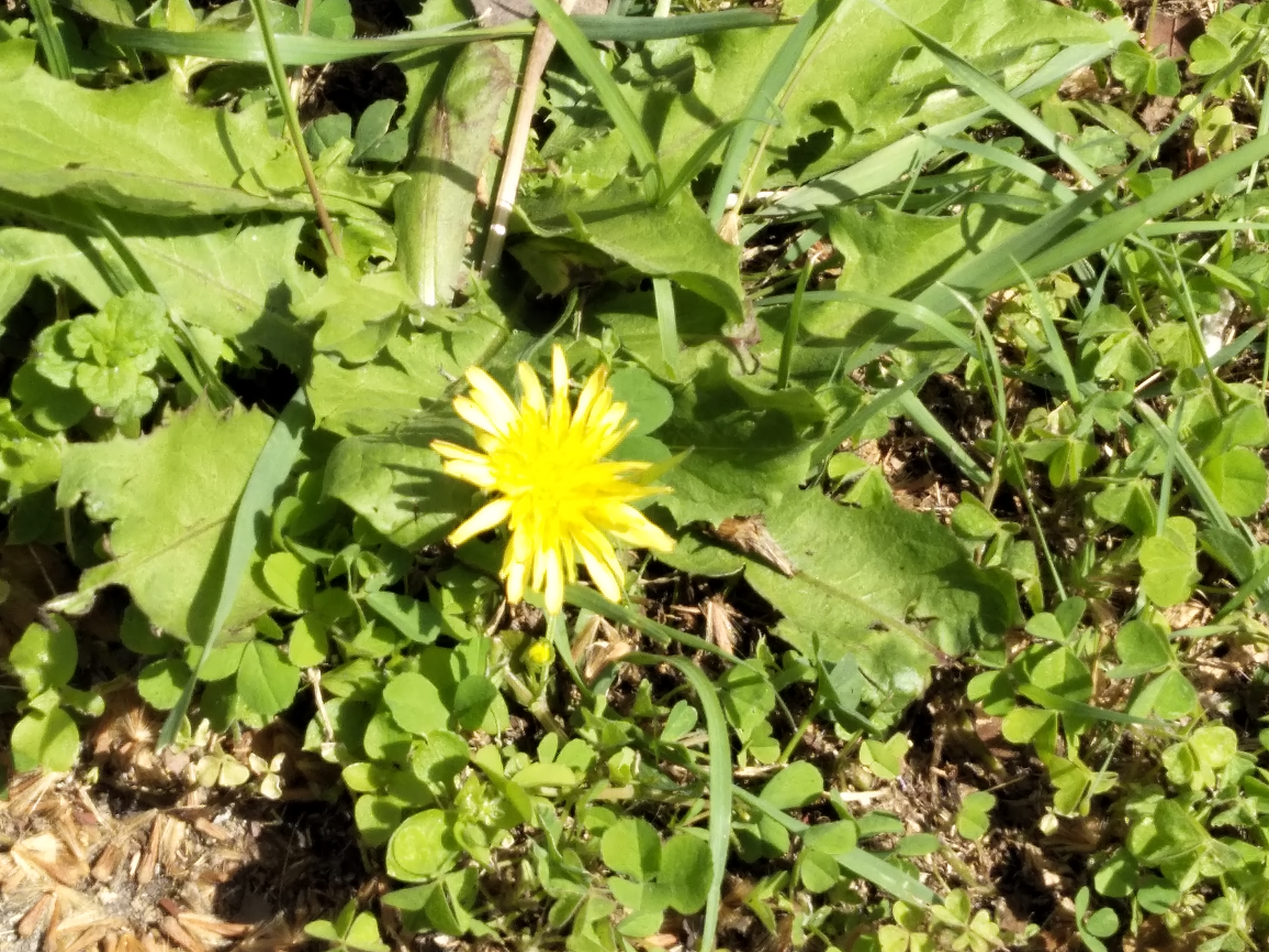 觅芳踪——中南财经政法大学首义校区四月观花指南