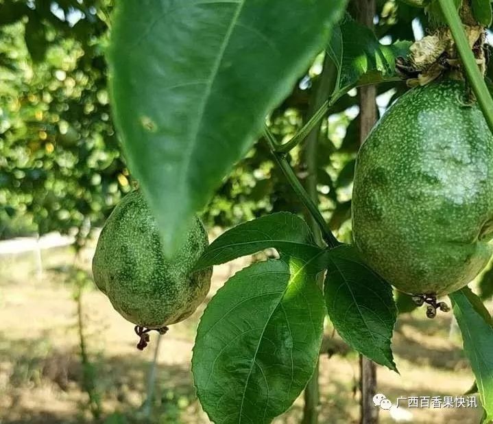 百香果病毒病的症状图片,百香果病毒病图谱及防治
