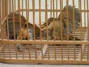 画眉鸟什么样的鸟不能要,画眉鸟特点和注意事项