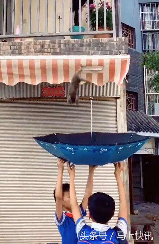 小猫咪从4楼摔下来该怎么办,小猫咪从一米多高的地方摔下来