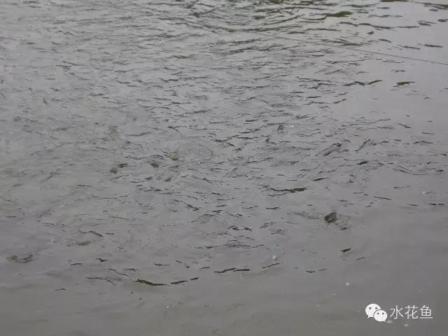 水体透明度与水质调节