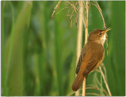 你都知道几个画眉鸟打斗的黄金要素呢？
