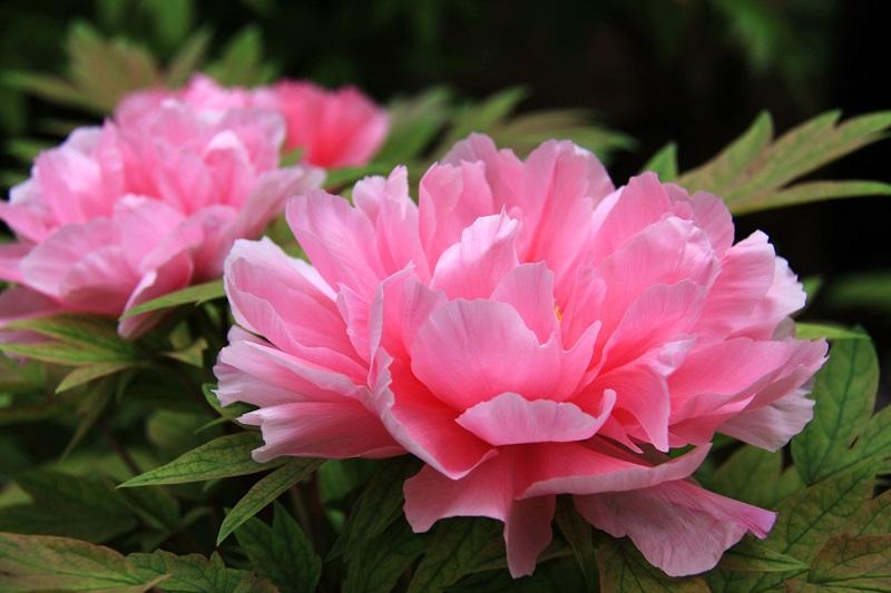 牡丹花的寓意与花语是什么呢,牡丹花的花语和寓意和象征是什么