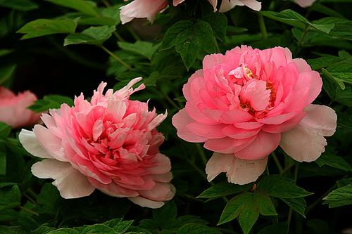 牡丹花的寓意与花语是什么呢,牡丹花的花语和寓意和象征是什么