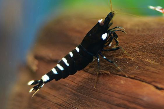 观赏虾和鱼,鱼观赏虾