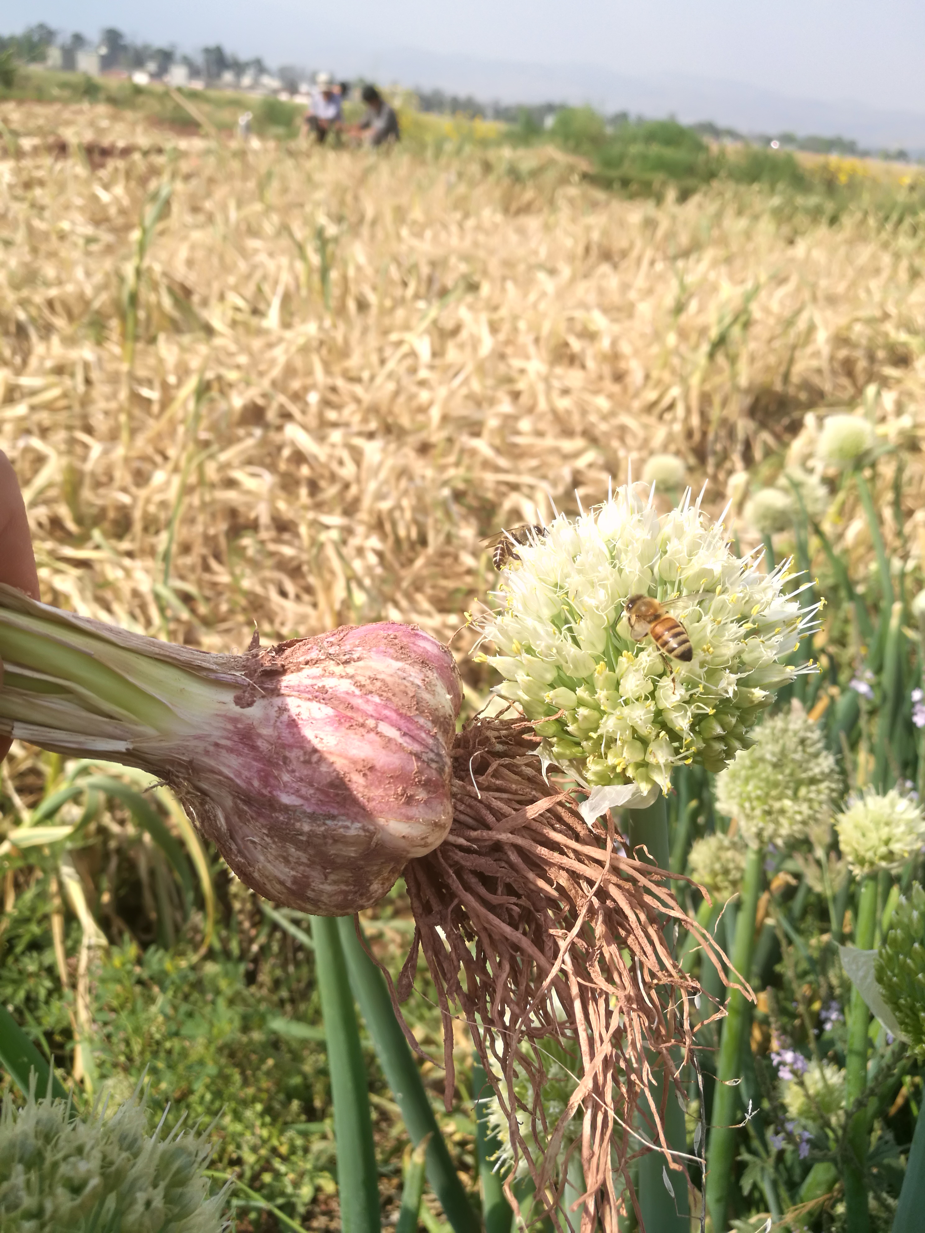 大理山货,大理特色山货