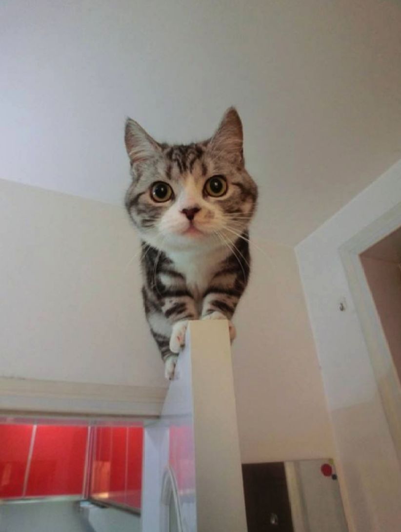 猫咪睡觉的地方应该在哪,猫咪在房间里躲起来怎么都找不到