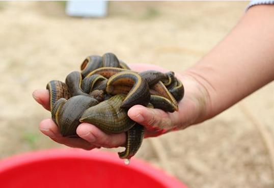东北水蛭养殖基地,贵州水蛭养殖饵料如何解决