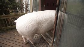 养茶杯猪养成大肥猪,茶杯猪怎么养