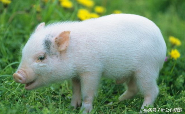 茶杯猪怎么养,茶杯猪能下多少猪仔
