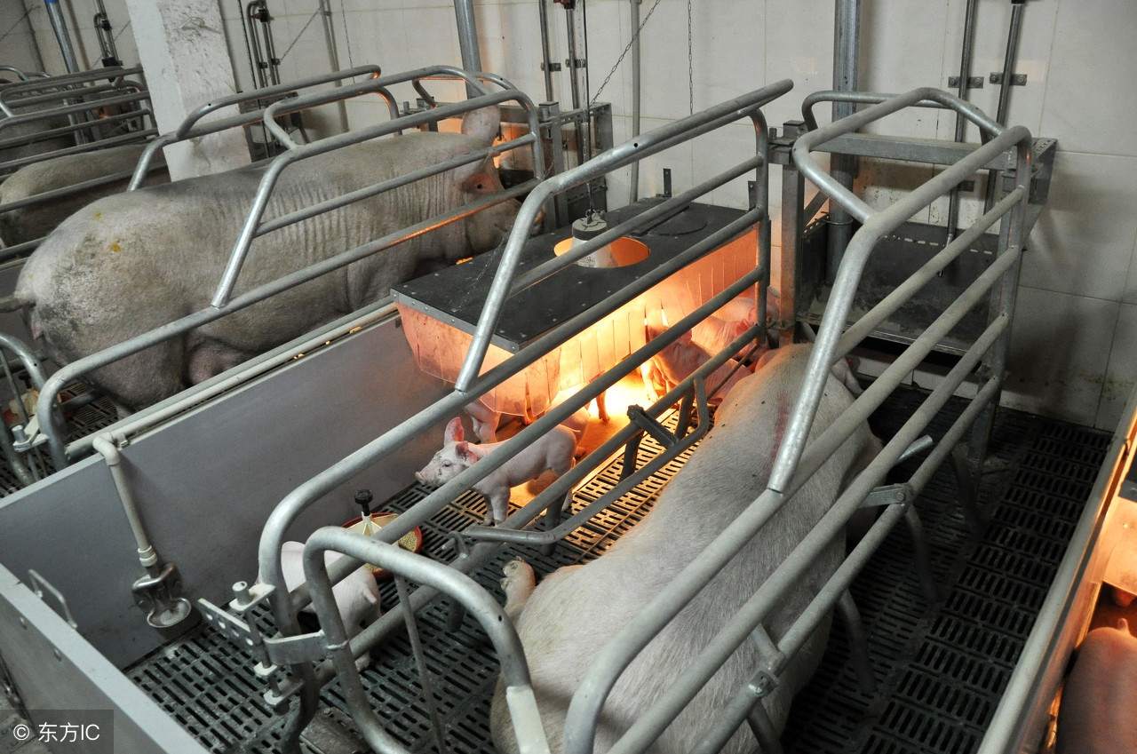 母猪产子缩宫素什么时候用最好,母猪产前打了缩宫素该怎么弄