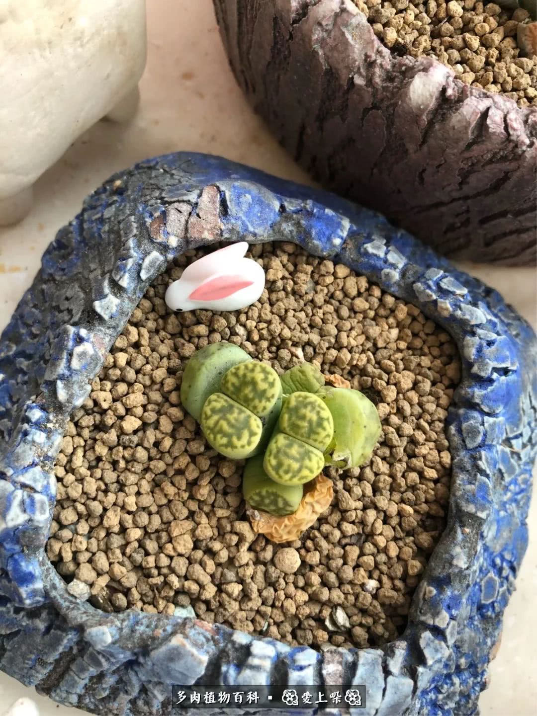 没阳光的多肉也如此迷人,不需要很多阳光的多肉