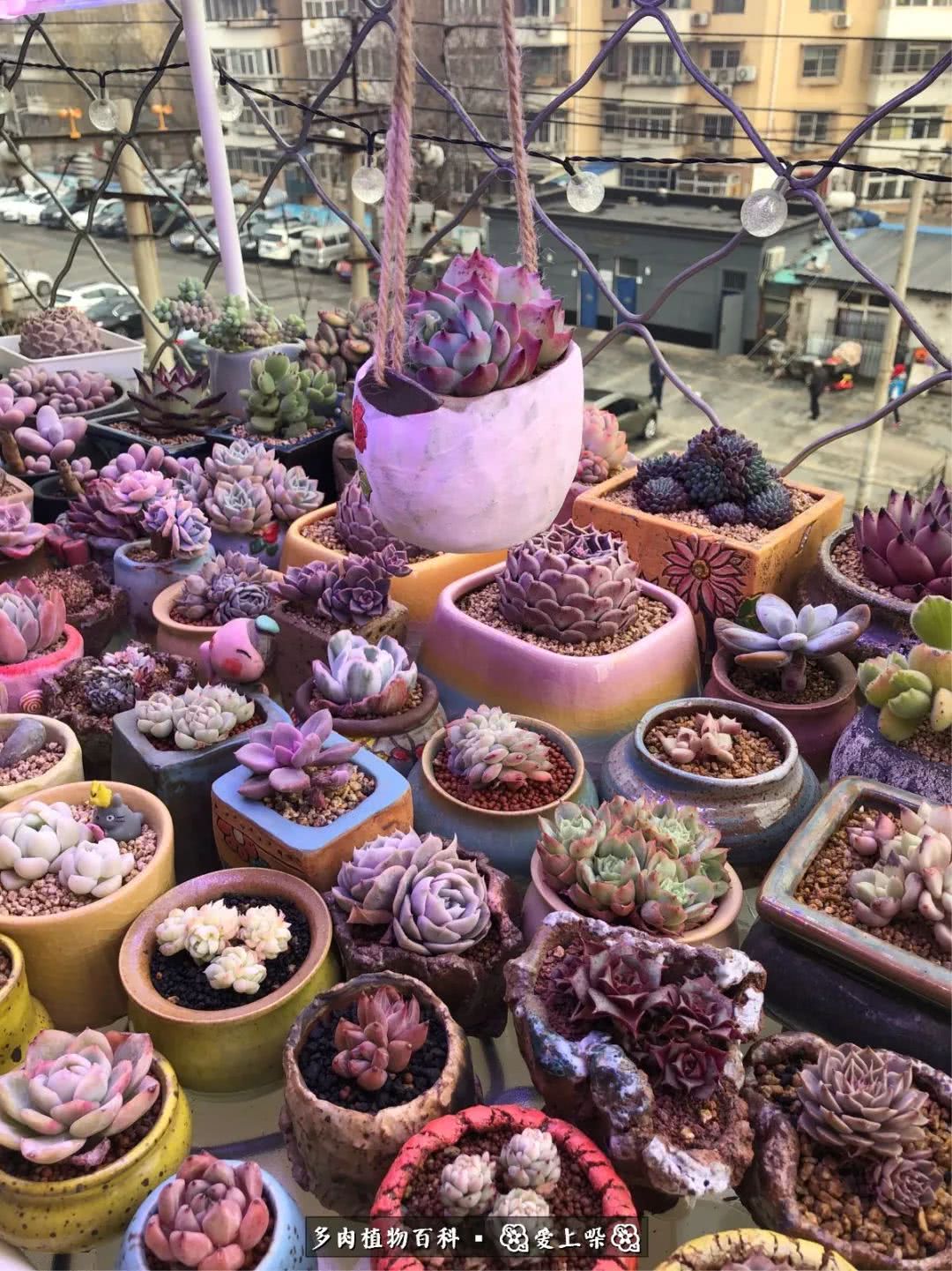 没阳光的多肉也如此迷人,不需要很多阳光的多肉