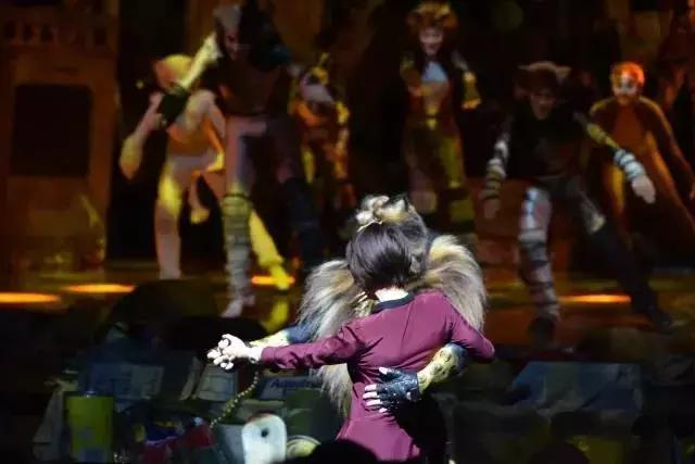 世界名著中的猫,盘点千奇百怪的猫