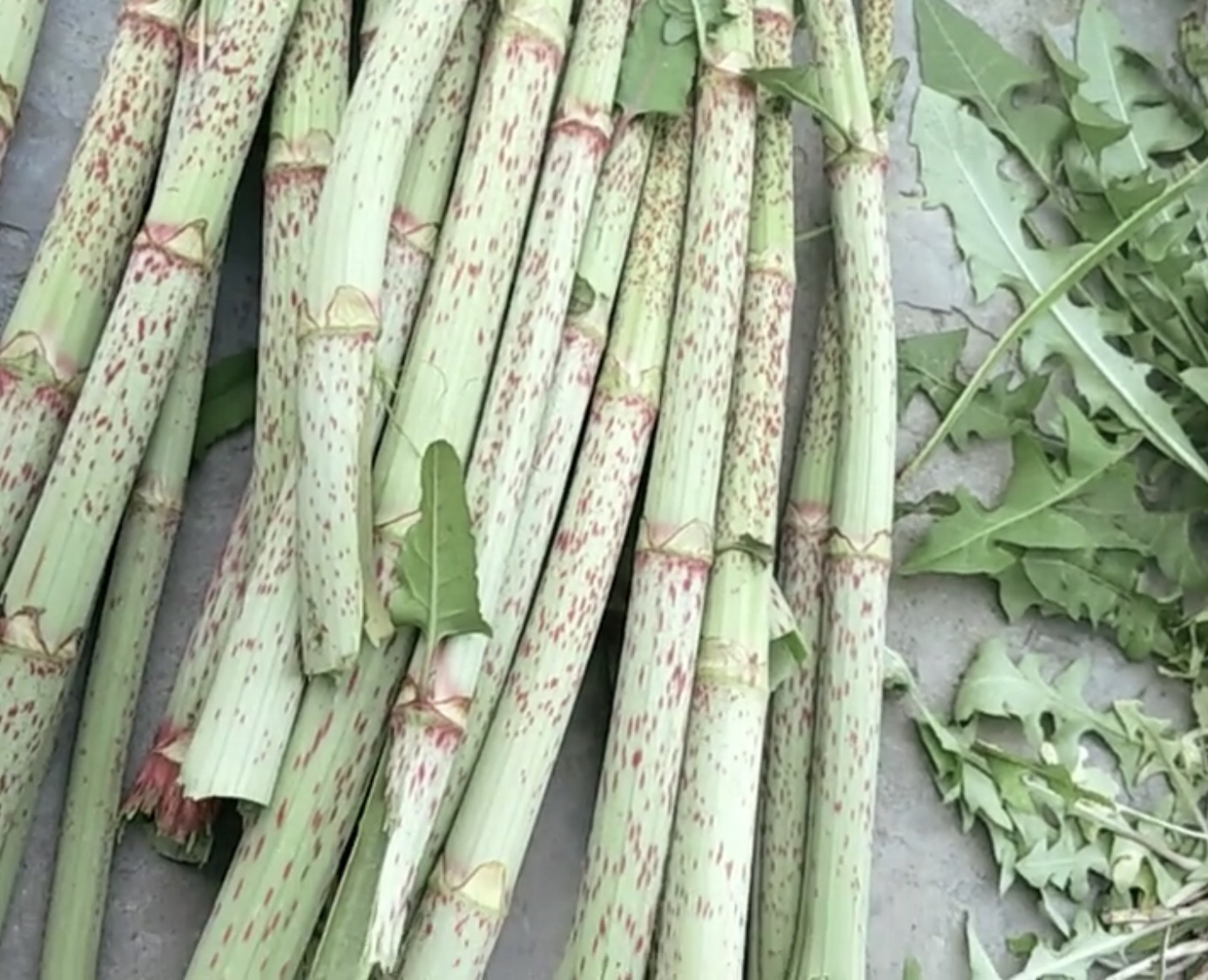 虎杖酸苷,传统甜杆儿时的美食