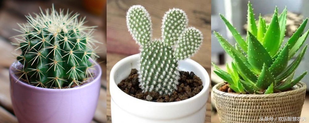 盆栽植物死了怎么救活,盆栽花怎么老死是什么原因