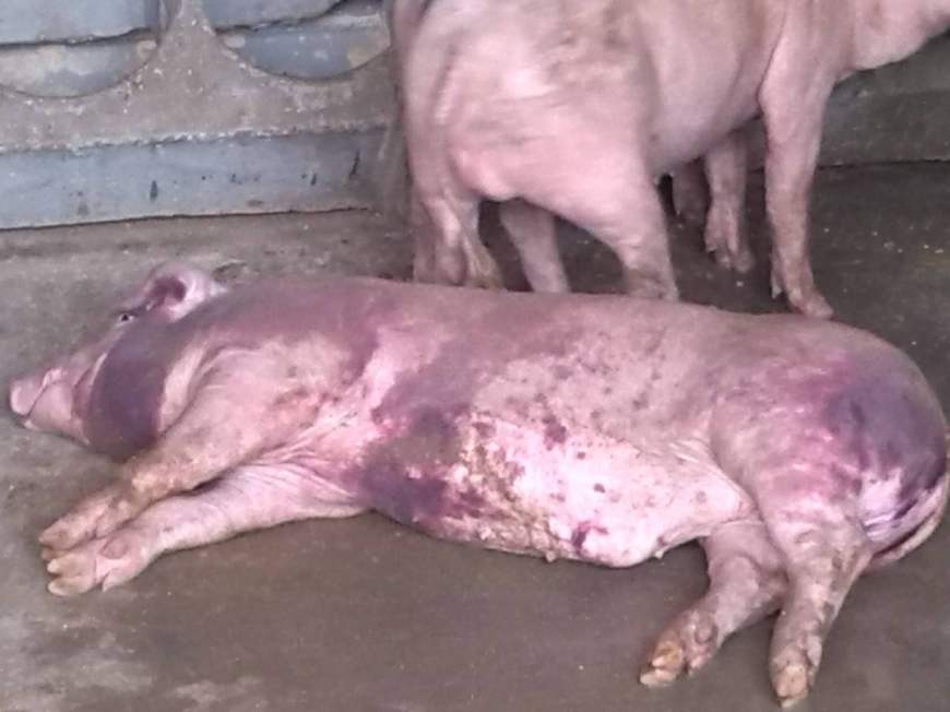 哺乳仔猪呕吐拉黄色稀粪是什么病,仔猪拉稀呕吐最好最快的解决办法