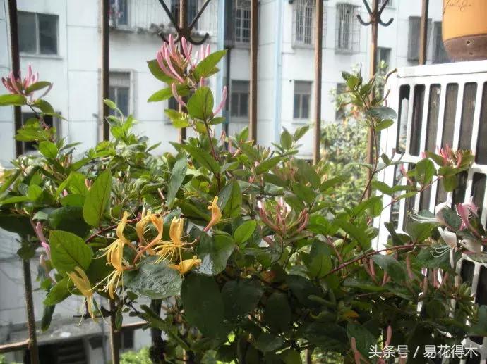 室外北阳台耐寒耐阴植物,适合在花园种植的耐寒藤本植物