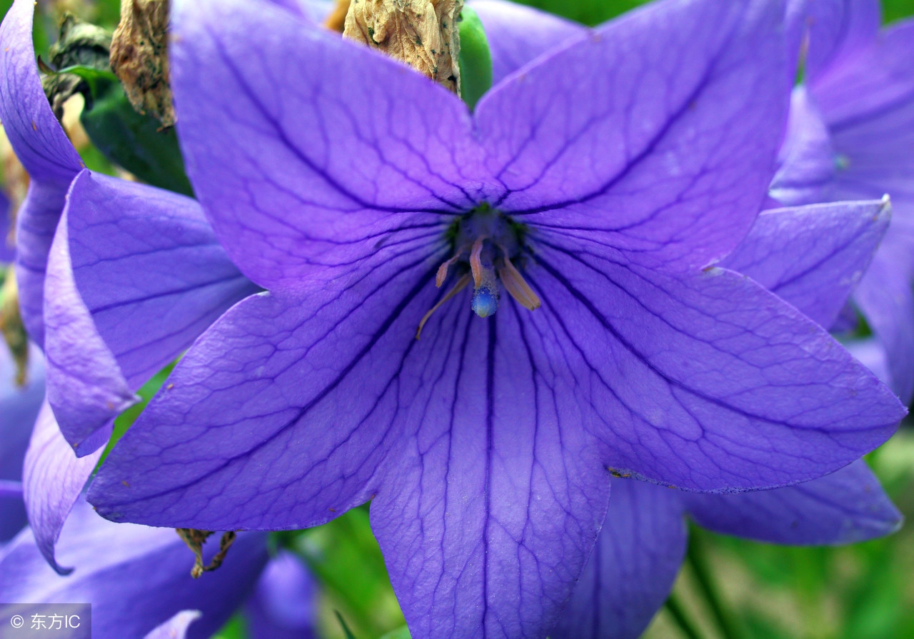 桔梗甘草治胸闷咳嗽吗,桔梗化痰中药