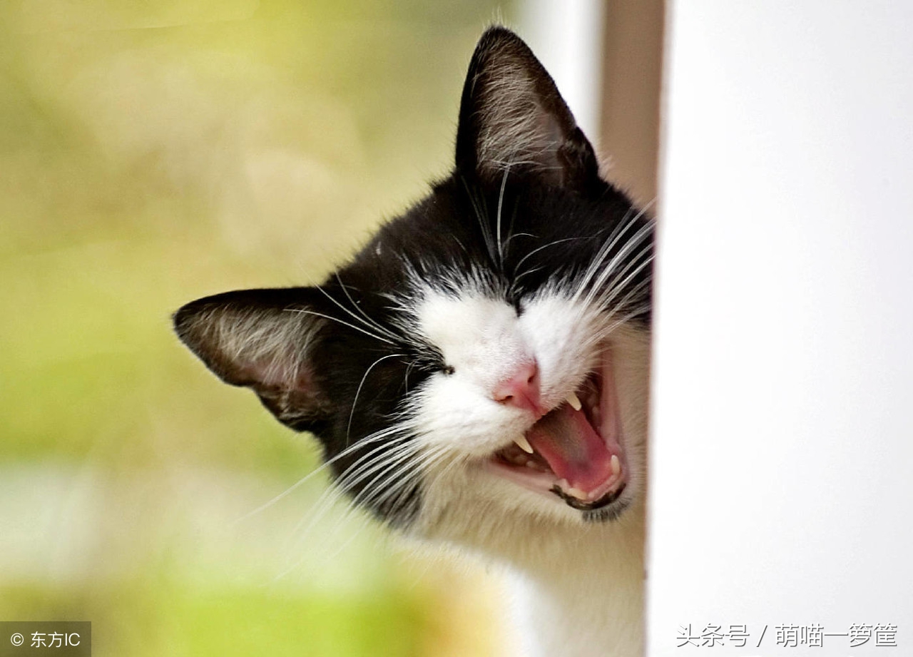 猫咪分几种品种,猫咪分类带声音