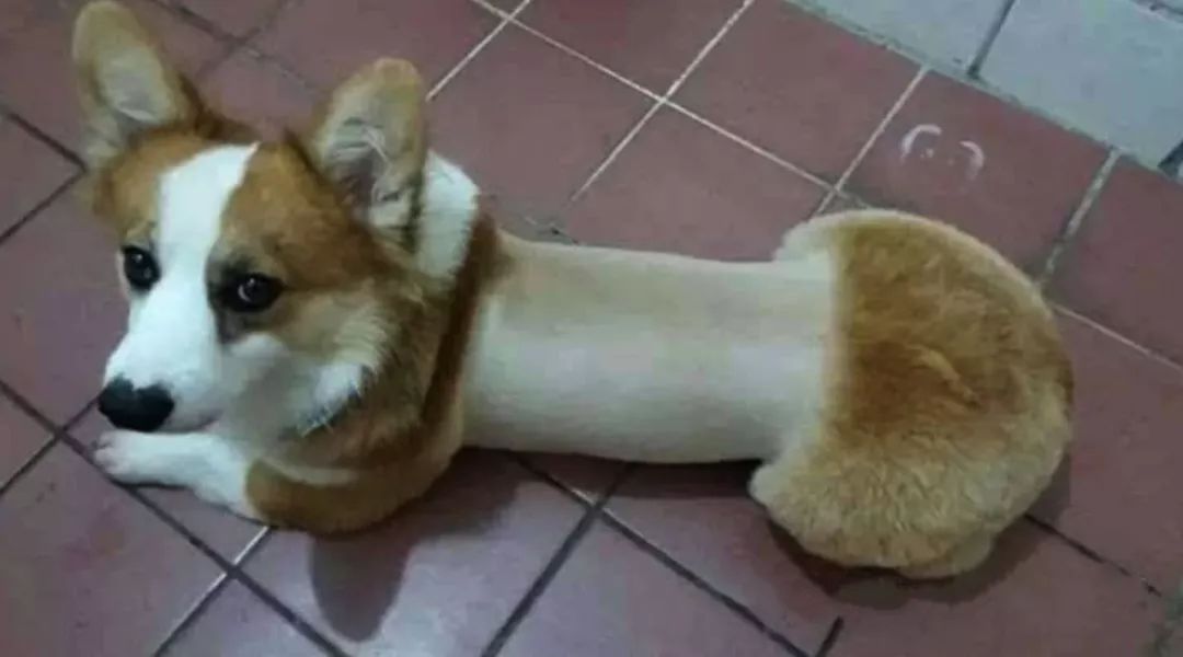 给狗狗剃毛剃成很奇怪的样子,狗狗剃了毛照镜子