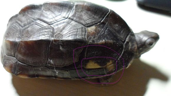 水龟腐甲如何干养,龟腐甲病最有效方法