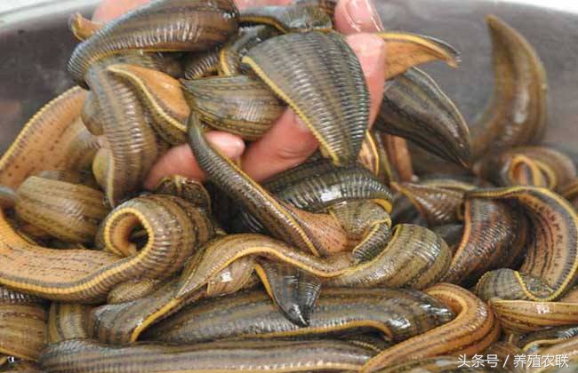 小伙创业养水蛭年入百万,水蛭养殖致富案例视频