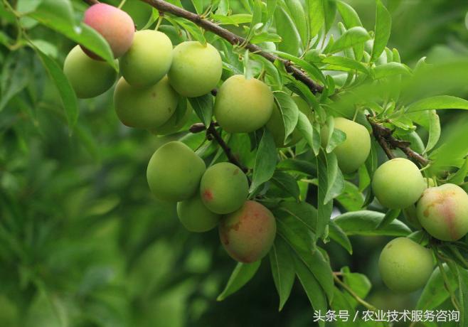 十种紧缺果树排名,果树病害分类