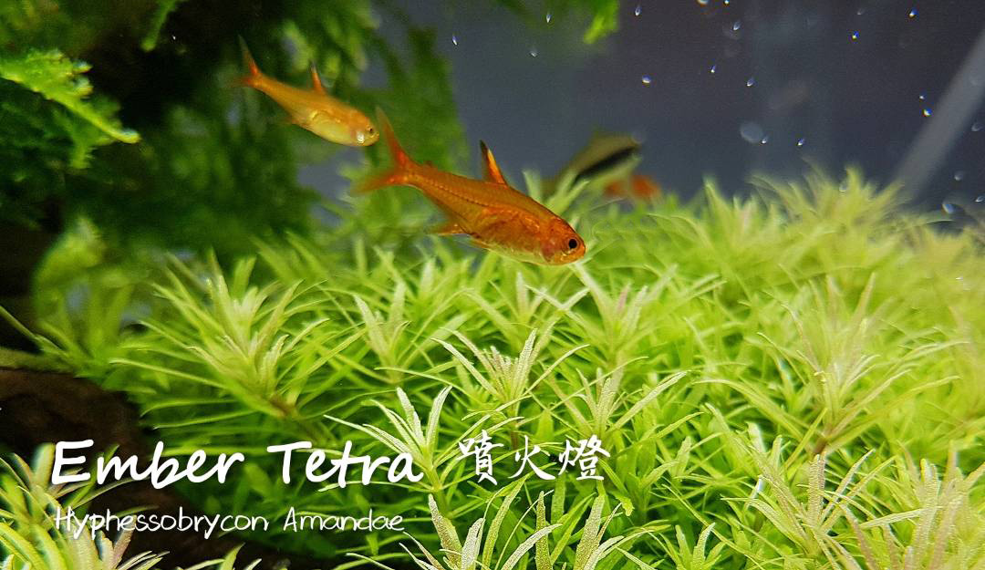 观赏鱼热带鱼品种,热带鱼品种太多认不清