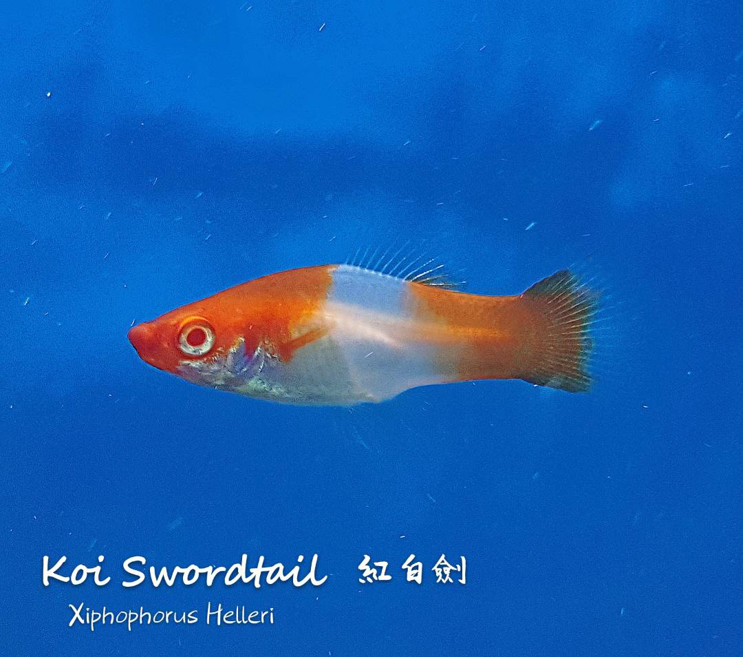 观赏鱼热带鱼品种,热带鱼品种太多认不清