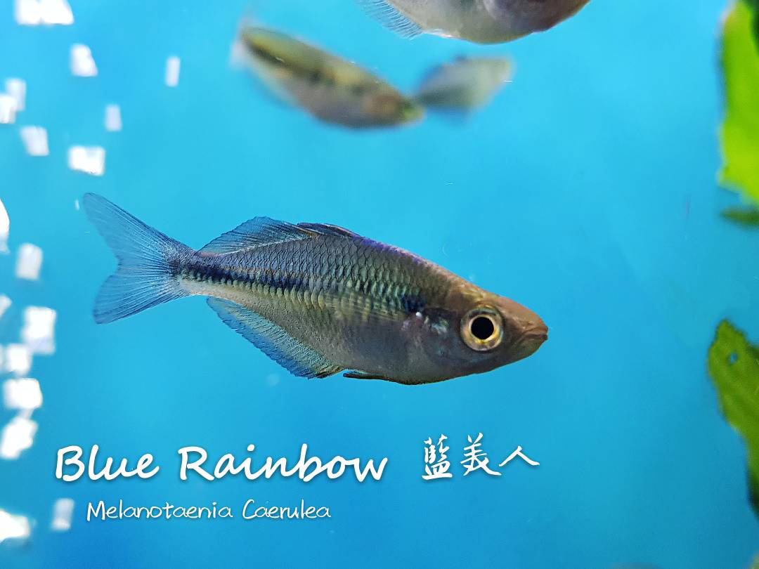 观赏鱼热带鱼品种,热带鱼品种太多认不清