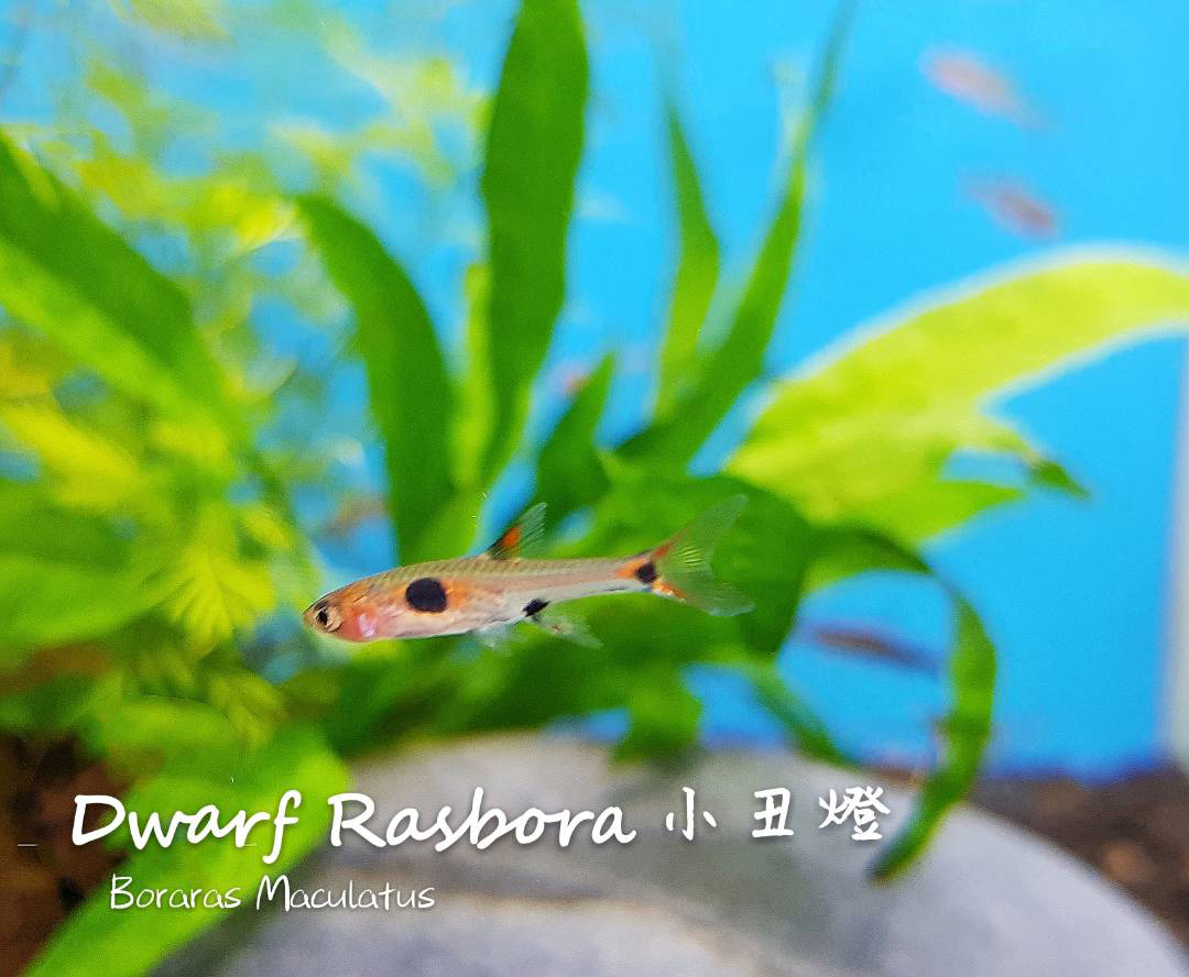 观赏鱼热带鱼品种,热带鱼品种太多认不清