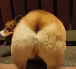 柯基最好笑的4个行为,柯基小短腿的烦恼